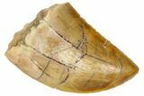 Serrated, Juvenile Carcharodontosaurus Tooth - Morocco #361045-1
